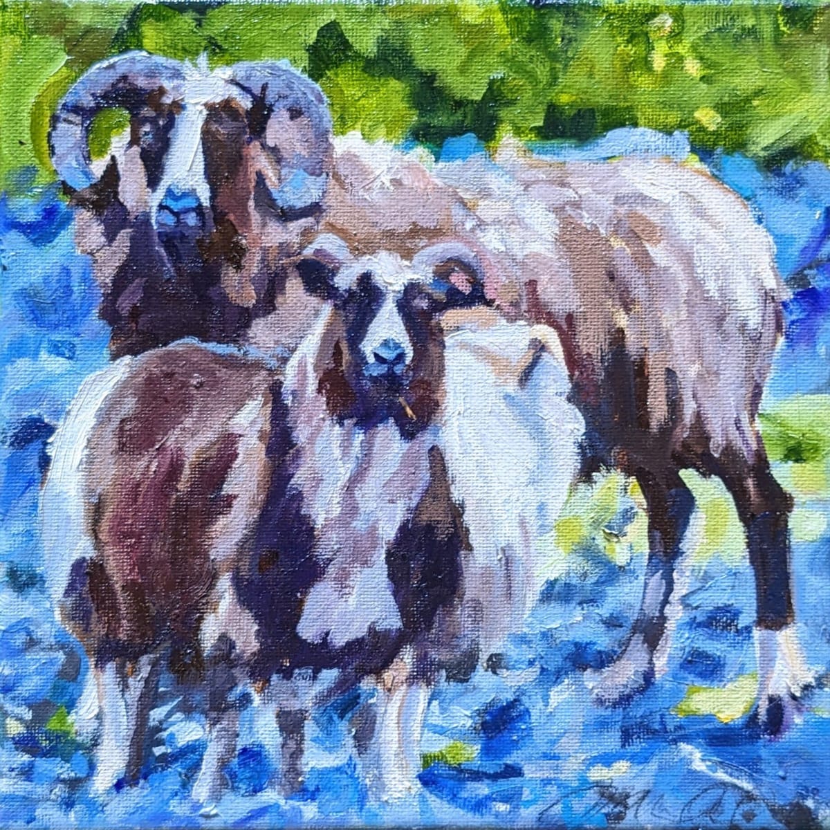 Icelandic Sheep by Rachel Catlett 