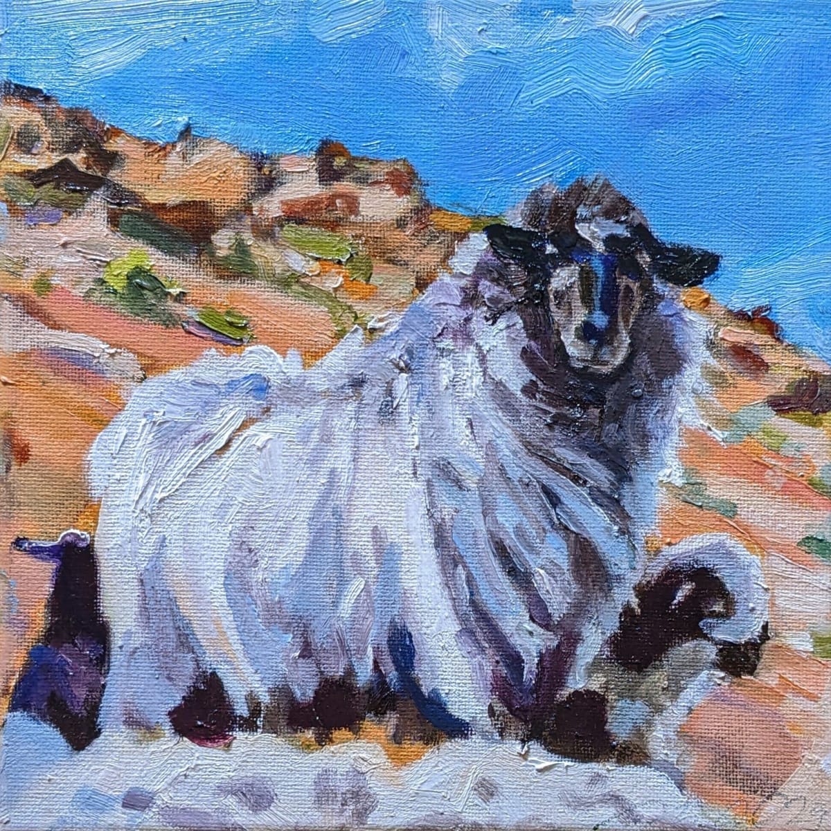 Navajo Churro Sheep by Rachel Catlett 