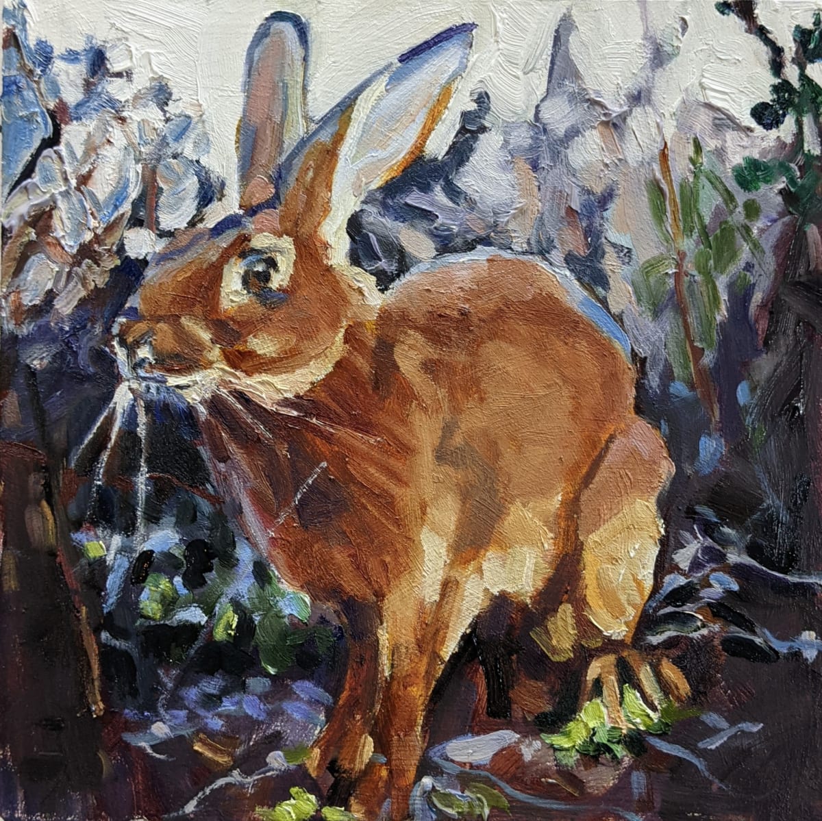 Belgian Rabbit by Rachel Catlett 