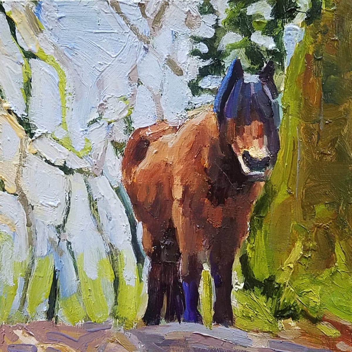 Dartmoor Pony 