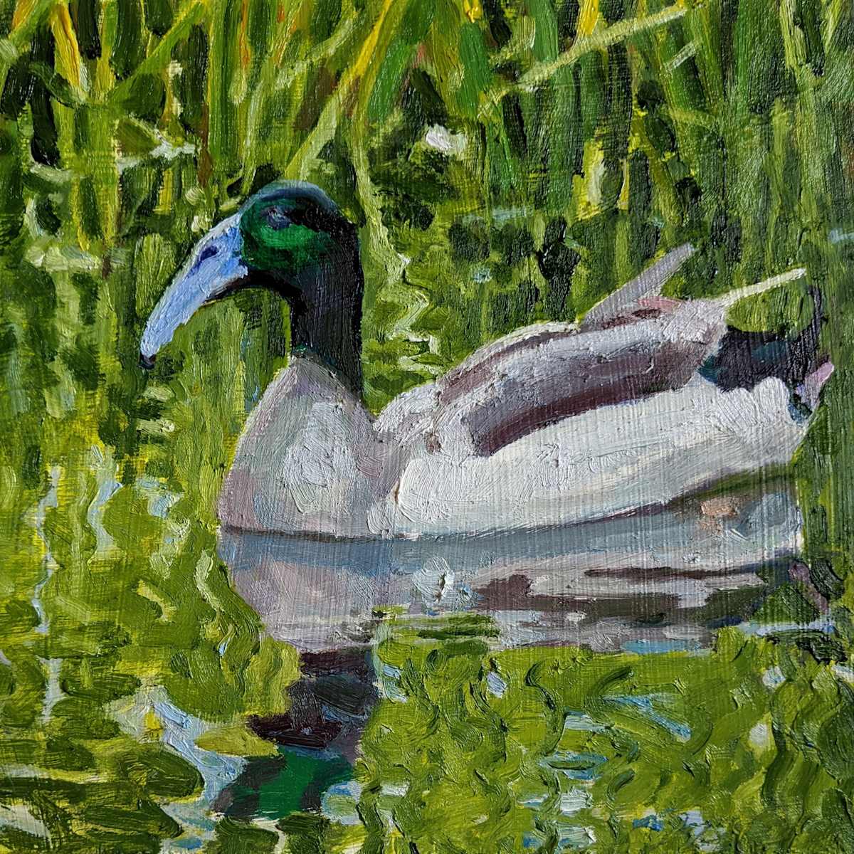 Dutch Hookbill Duck by Rachel Catlett 