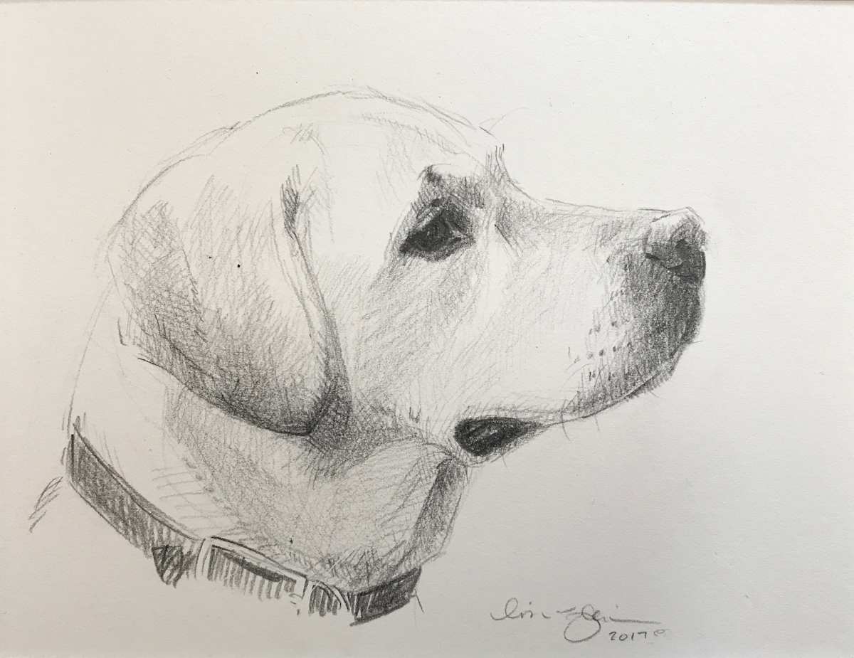 Labrador by Lisa Gleim, Image 1.
