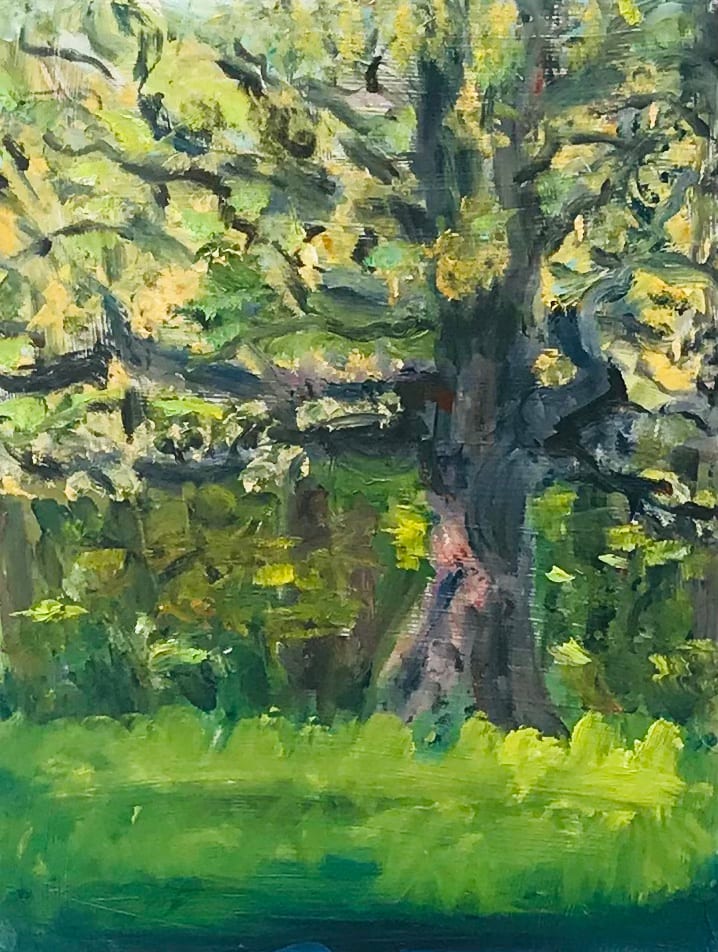 Spring Oak 