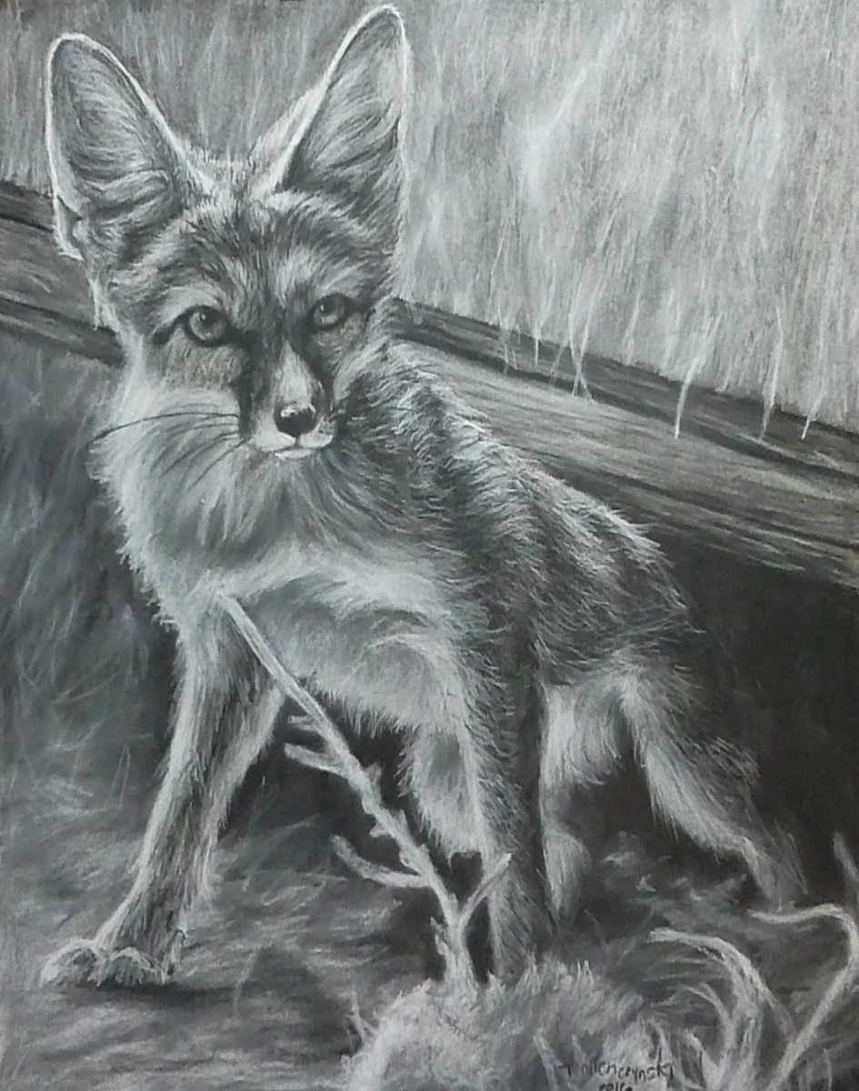 Kit Fox by Taylor Artwork Archive