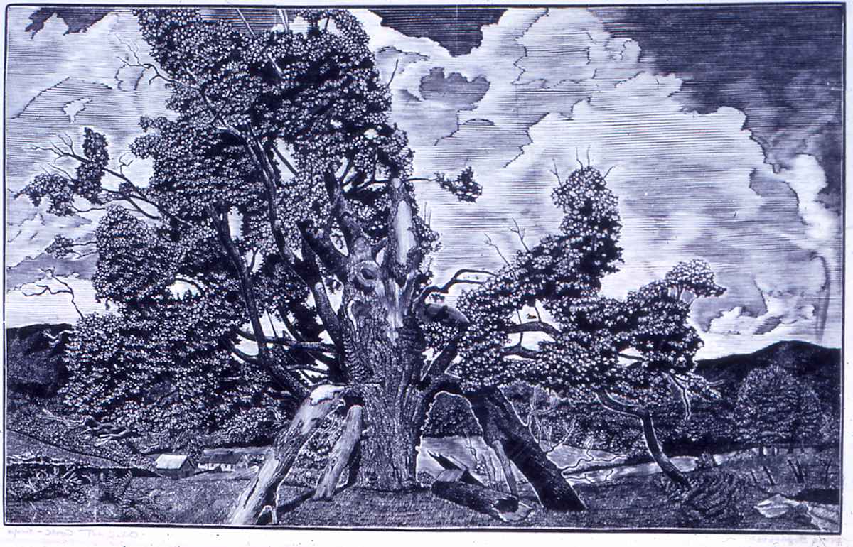 Dying Sugarbush by August Cook 