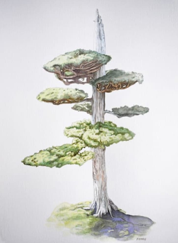 Juniper Bonsai by Rodger Ferris 