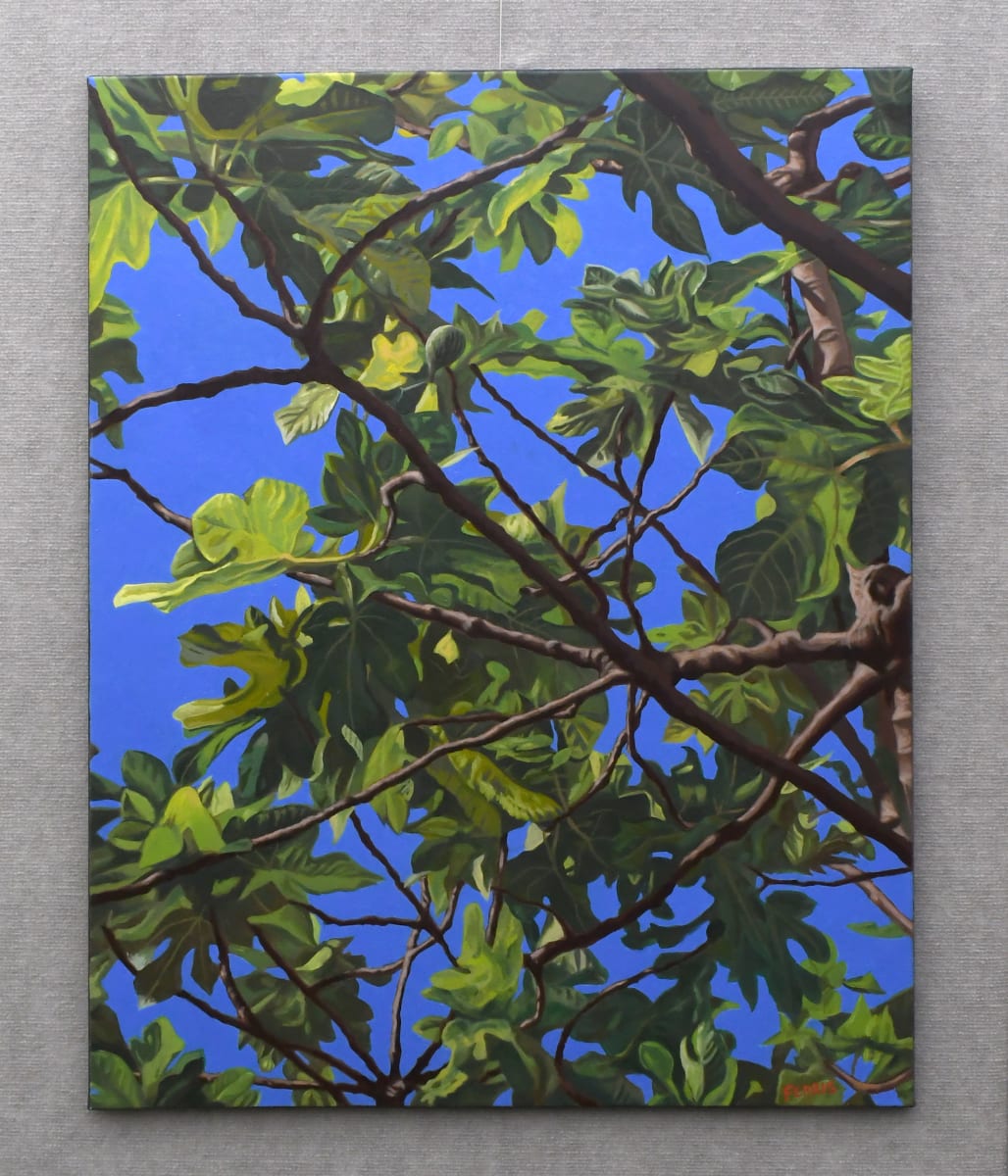 Fig Tree, Image 2.