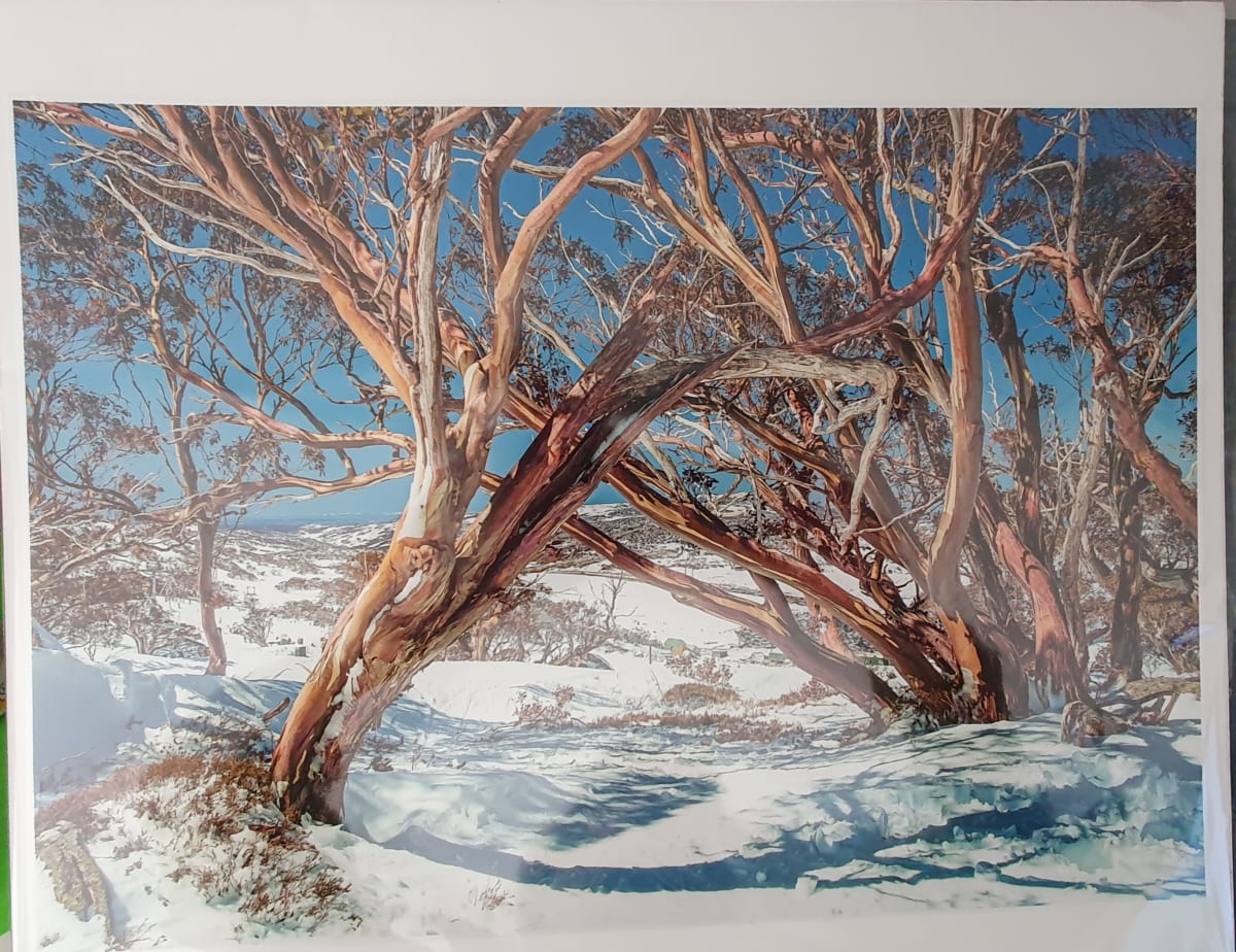 Perisher Snow Gums by Wanda Lach, Image 2.