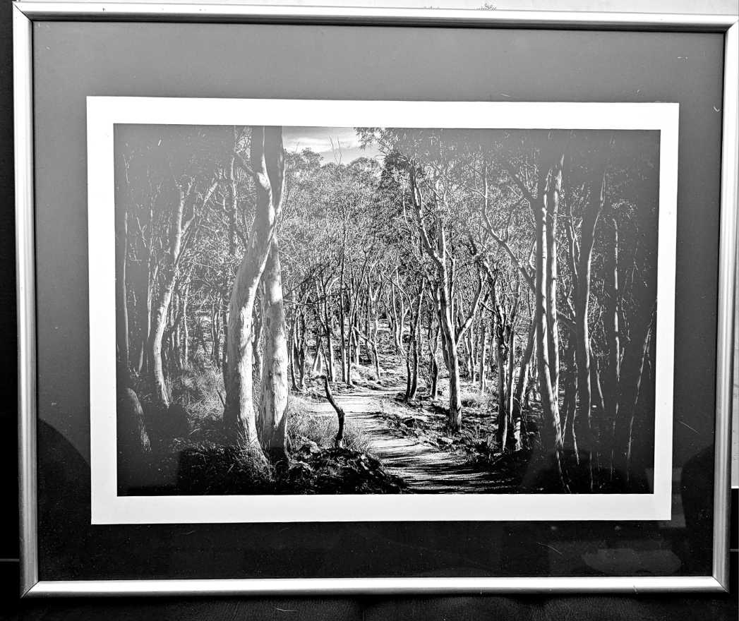 Forest Path by Wanda Lach 