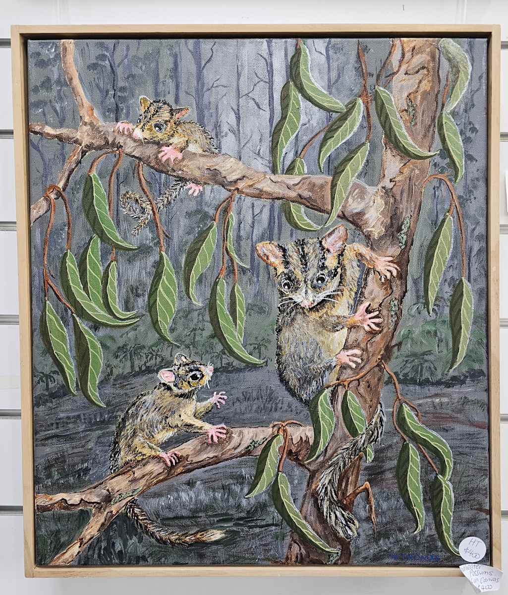Pygmy Possums by Halcyon Thomas 