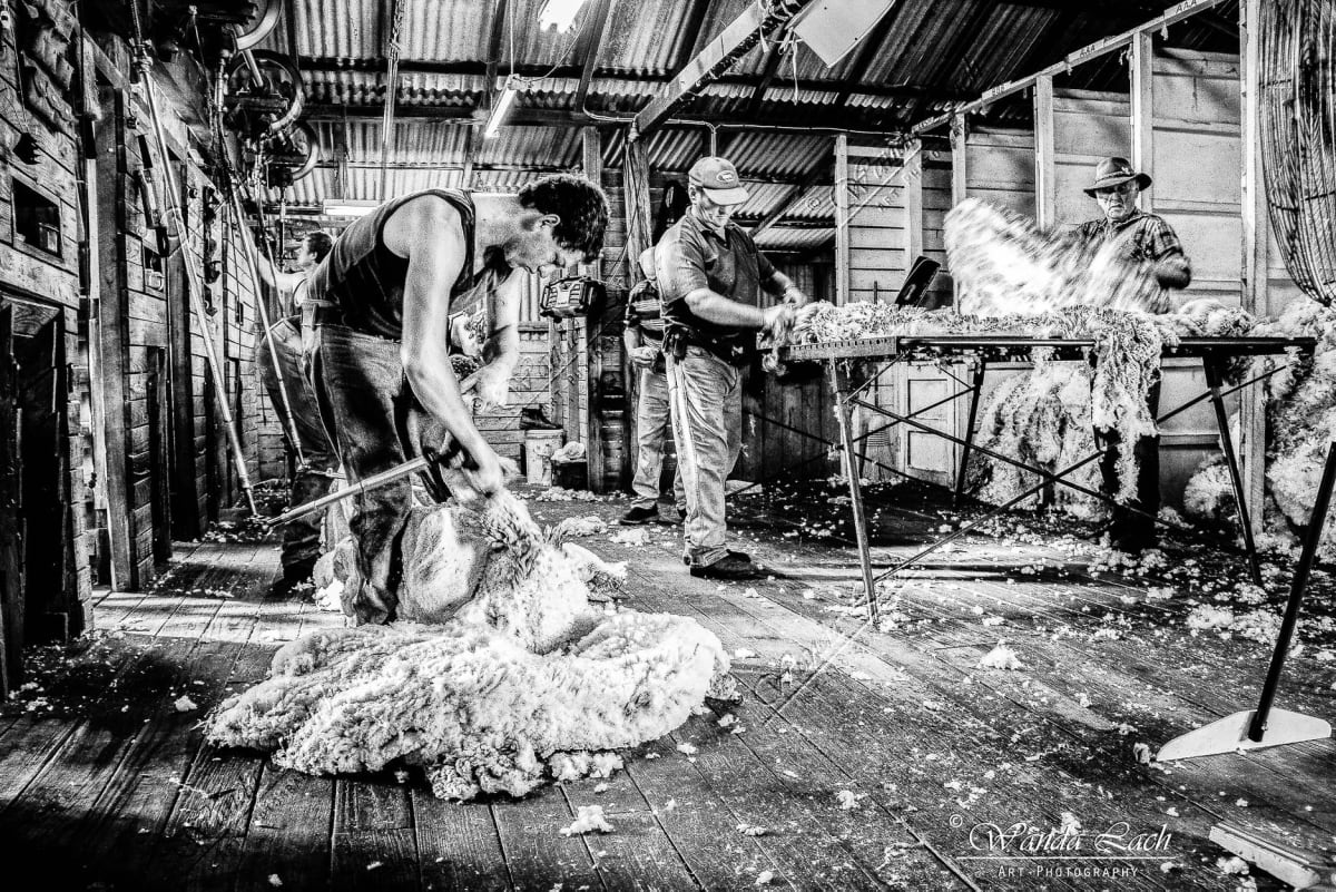 Shearing by Wanda Lach 