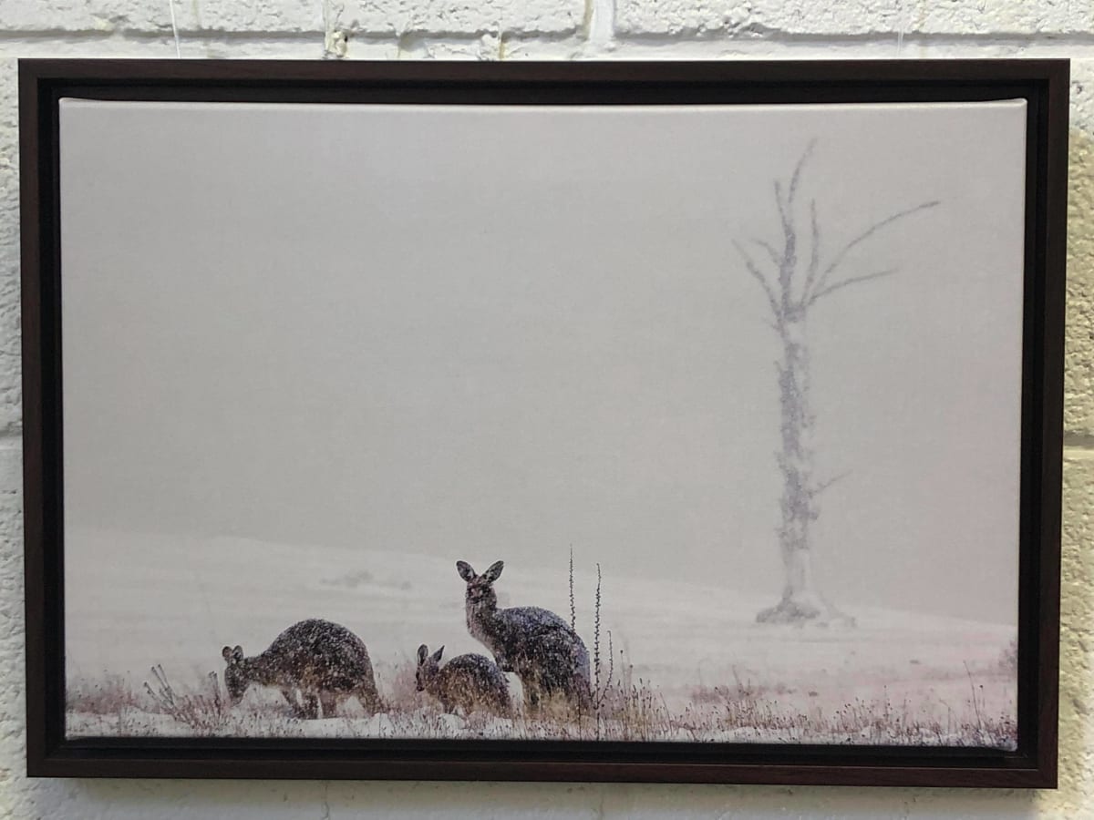Kangroos in the Snow by Carol Hancock 