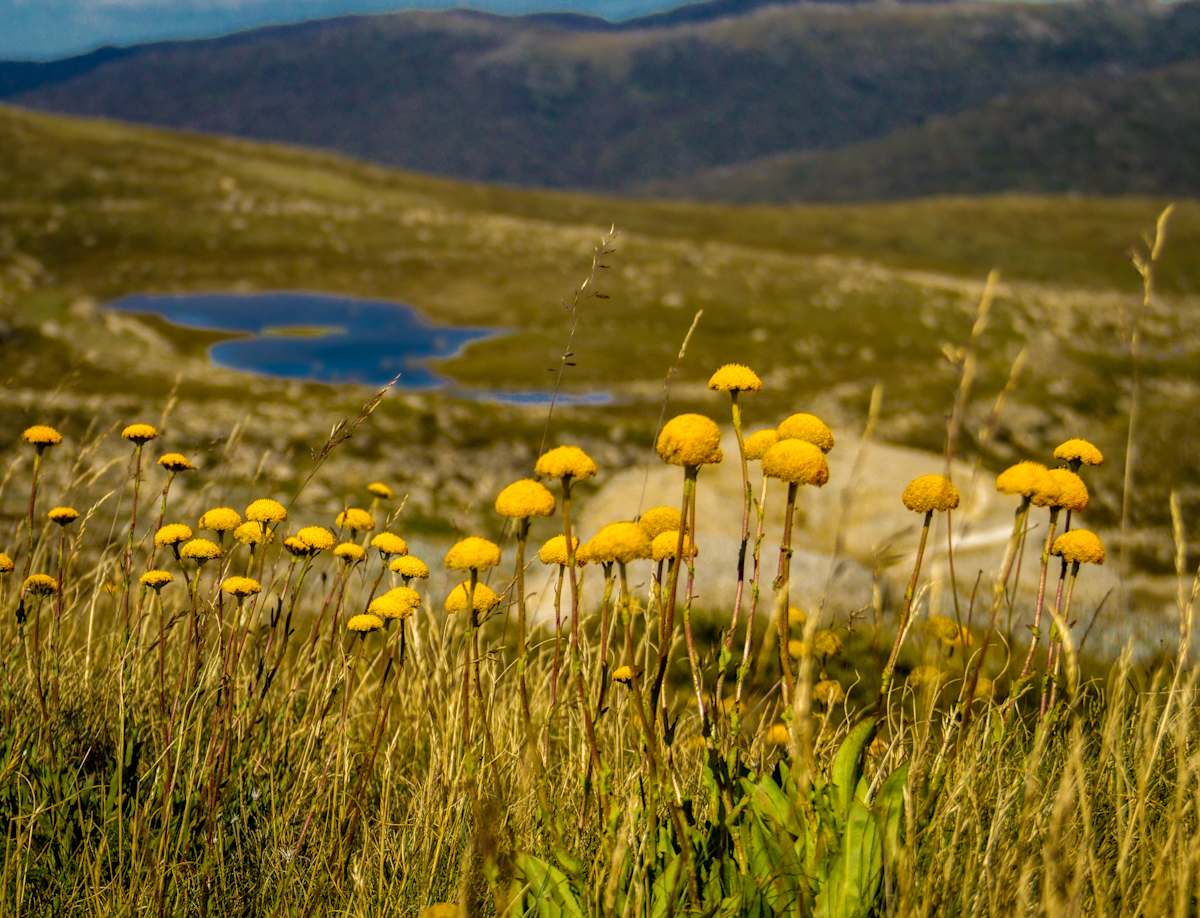 A3 mat Hedley Tarn Summer by Wanda Lach, Image 1.