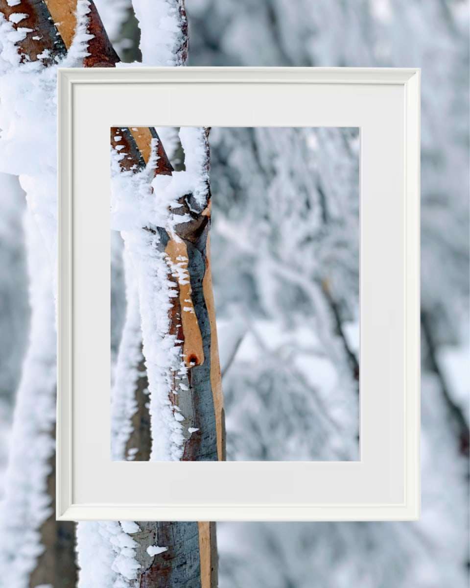 Bright Snow Gums I by Fiona Latham-Cannon  Image: Bright Snow Gums I