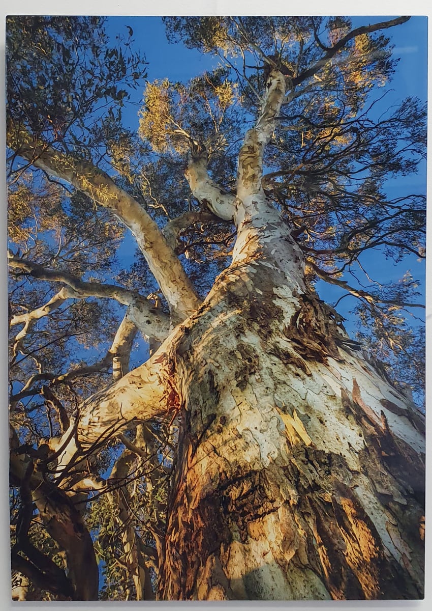 Snowgum Tryptich 3 by Wanda Lach 