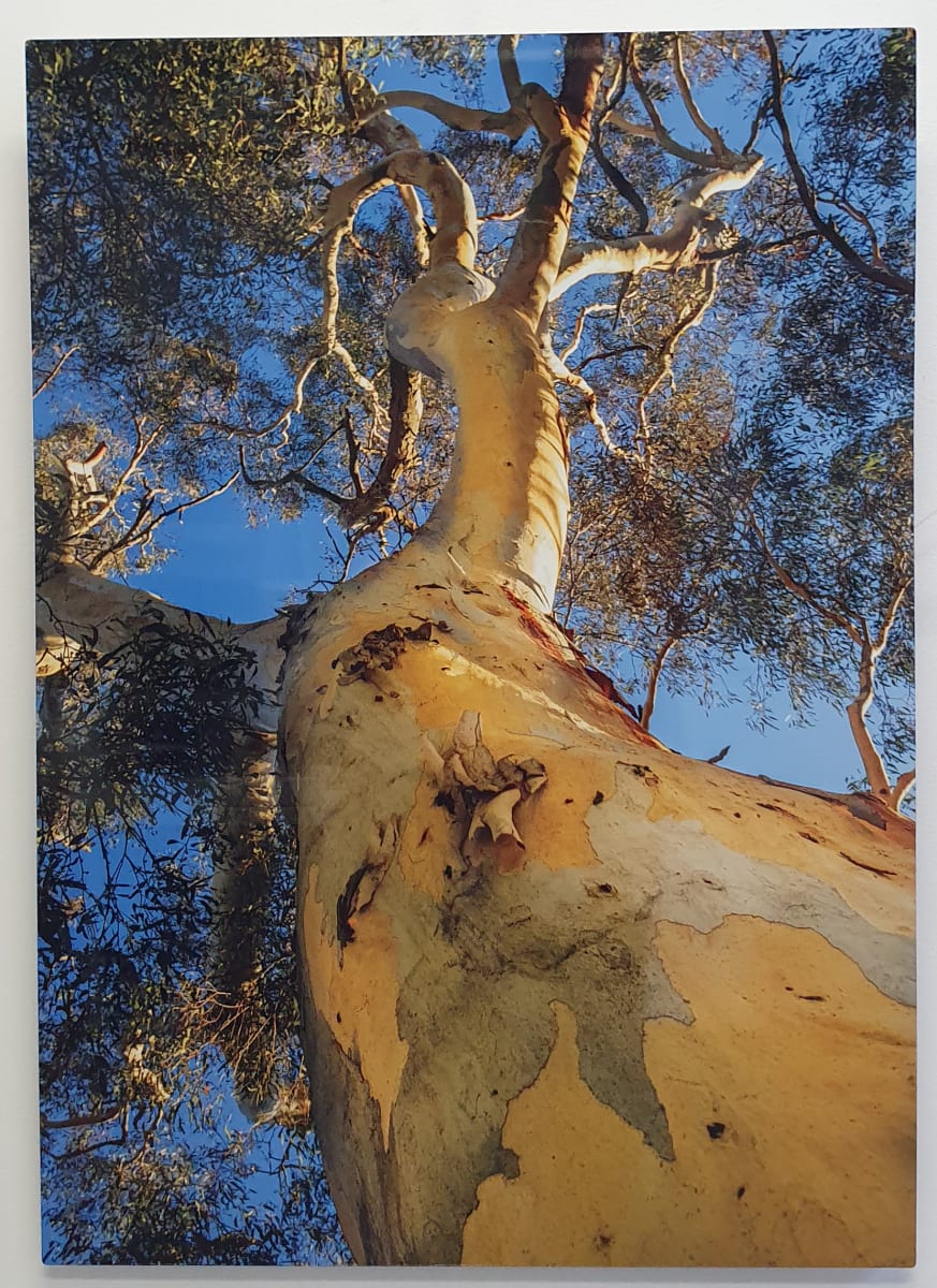 Snow Gum Tryptich  1 by Wanda Lach 