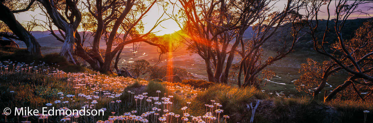 Alpine Daisy Garden by Mike Edmondson, Image 1.