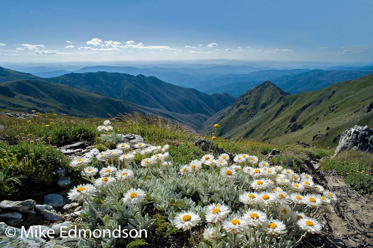 Alpine Sunrays view to The Sentinel by Mike Edmondson 