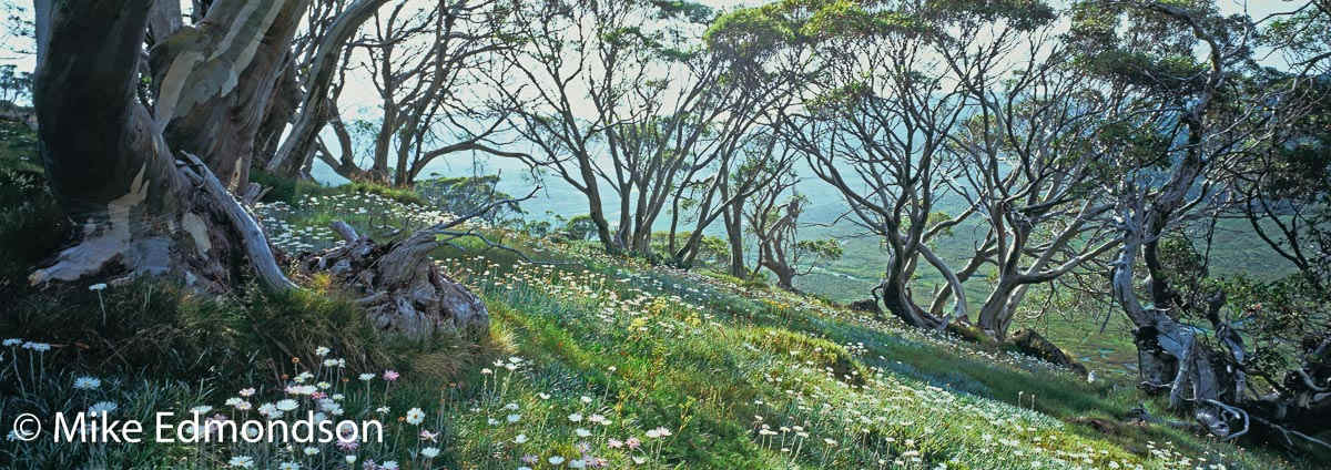 Alpine Wildflowers by Mike Edmondson, Image 1.