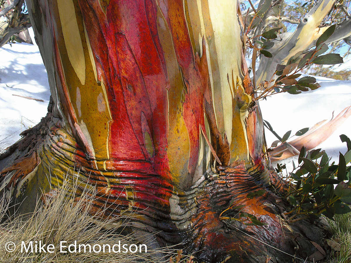 Bloodred Snow Gum by Mike Edmondson 