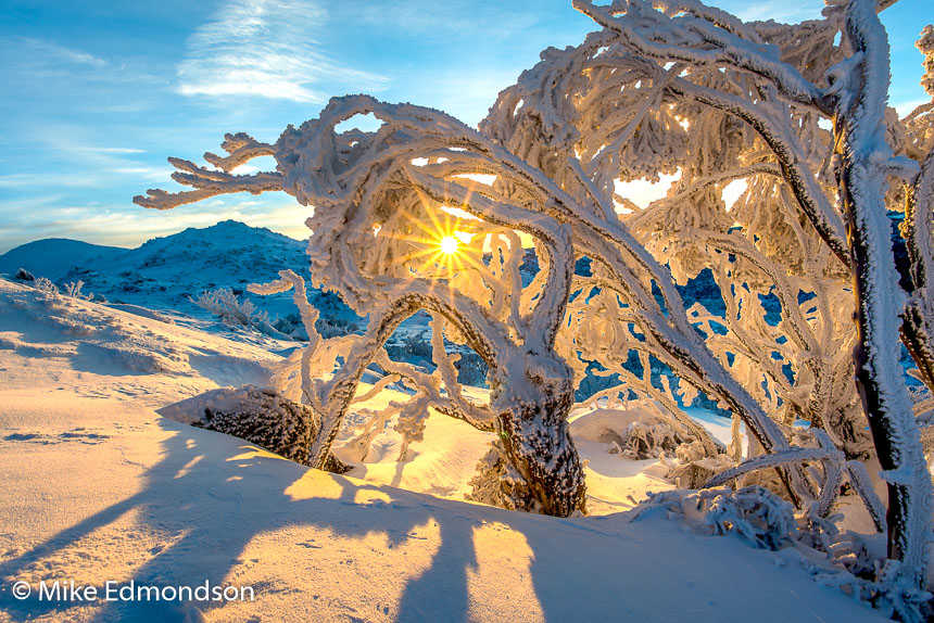 Icy Ramshead Snow Gum at Sunrise by Mike Edmondson 
