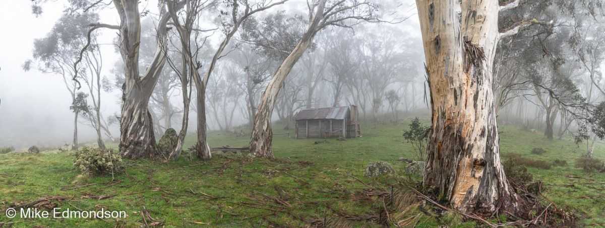 Misty Snow Gums at Cascade Hut by Mike Edmondson, Image 2.