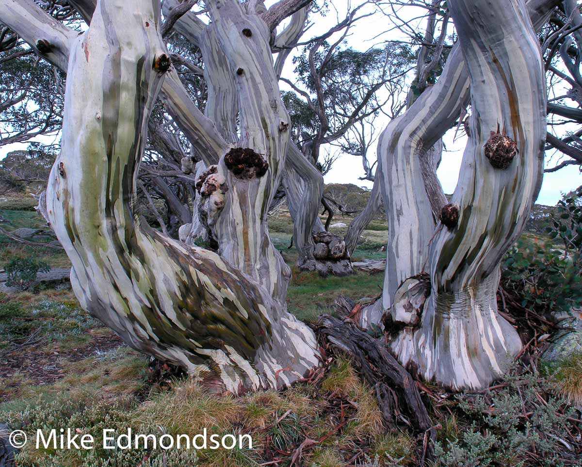 Ramshead Snow Gums by Mike Edmondson, Image 1.