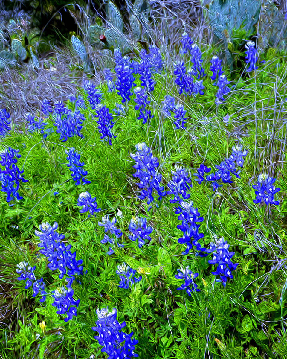 Wild Bluebonnets by Nancy J. Wood, Image 1.