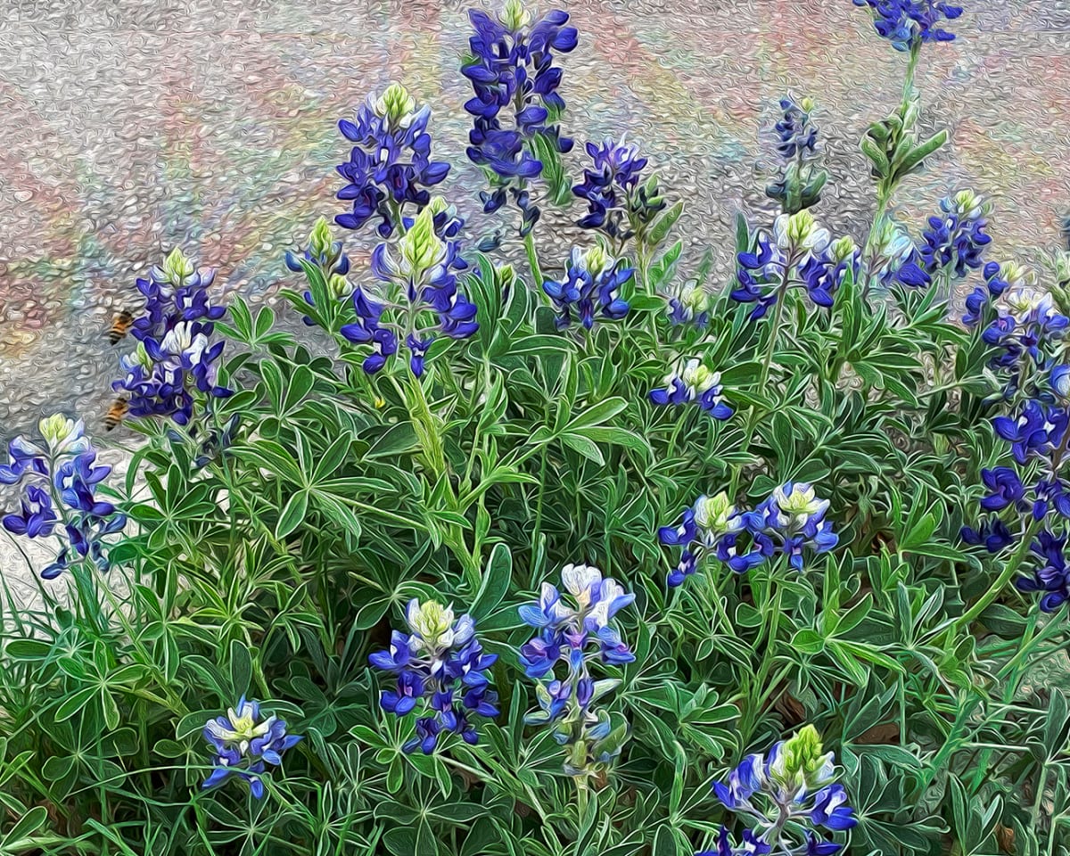 Neighborhood Bluebonnets by Nancy J. Wood 