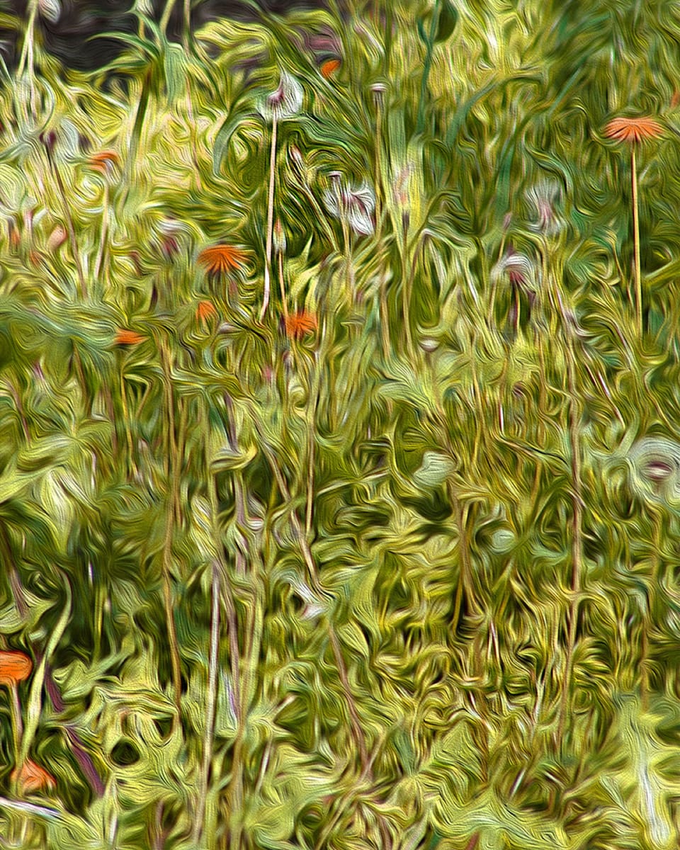 Dandelions Yellow by Nancy J. Wood 