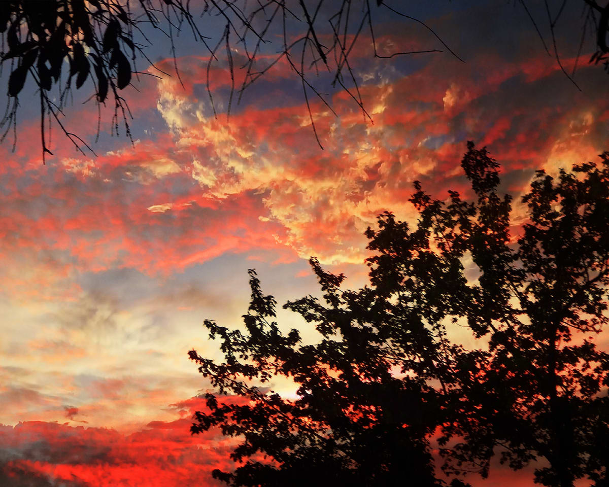 Tree in Sunset by Nancy J. Wood 