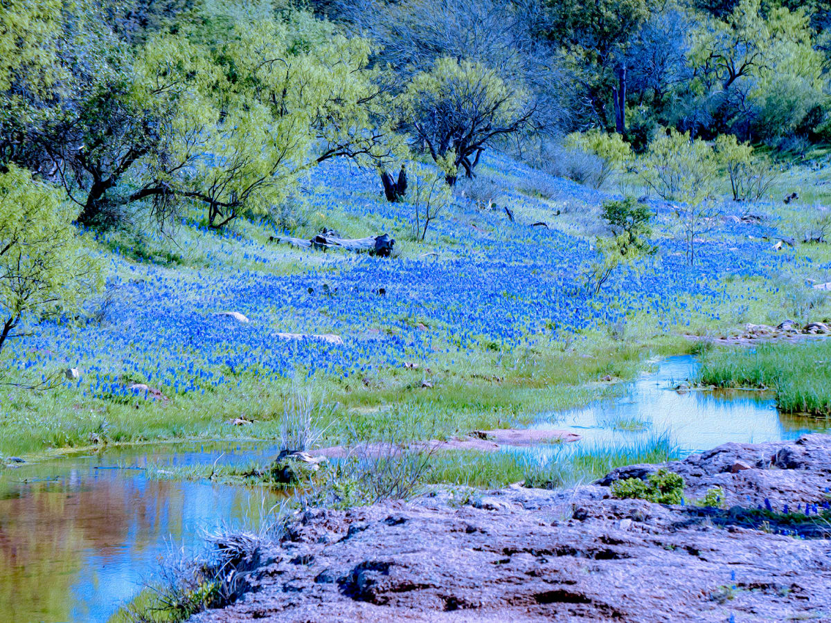 Texas Park Summer by Nancy J. Wood 