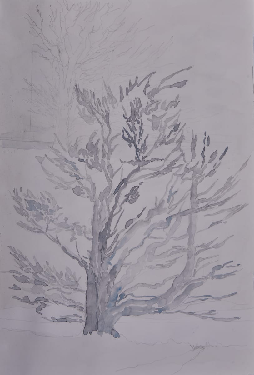 Study for Knight's Town Cypress by Ghislain Pfersdorff 