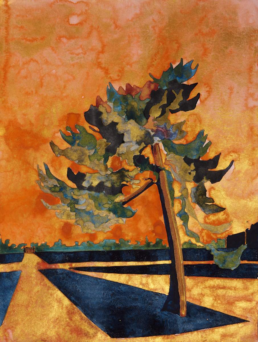 Le pin corse by Ghislain Pfersdorff 