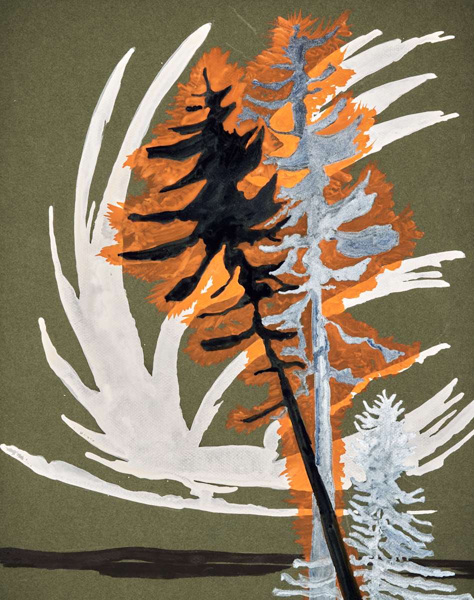 Pines on fire by Ghislain Pfersdorff 