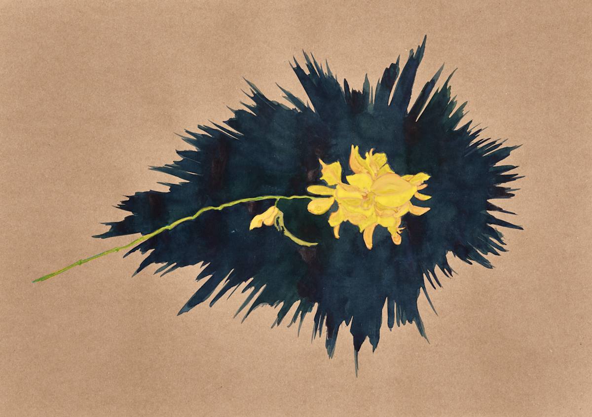 Genêt du Perron by Ghislain Pfersdorff 