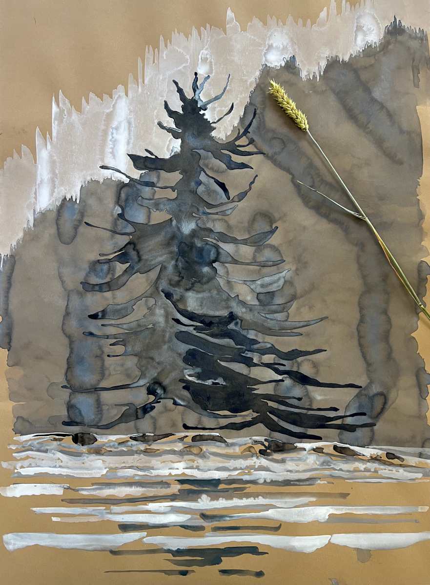 Stanley Park blue pine by Ghislain Pfersdorff 