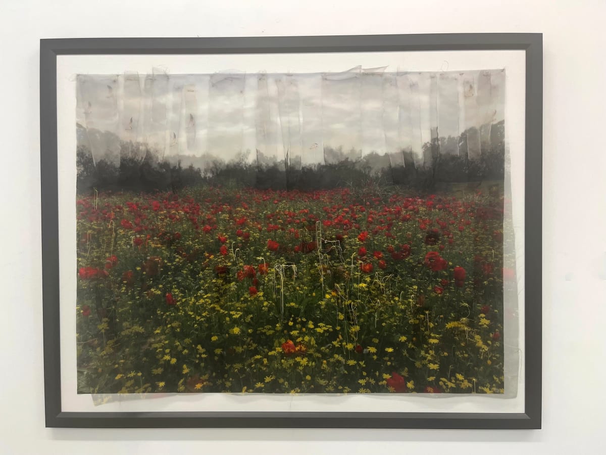 Kalaniot II by Amy Gelb 