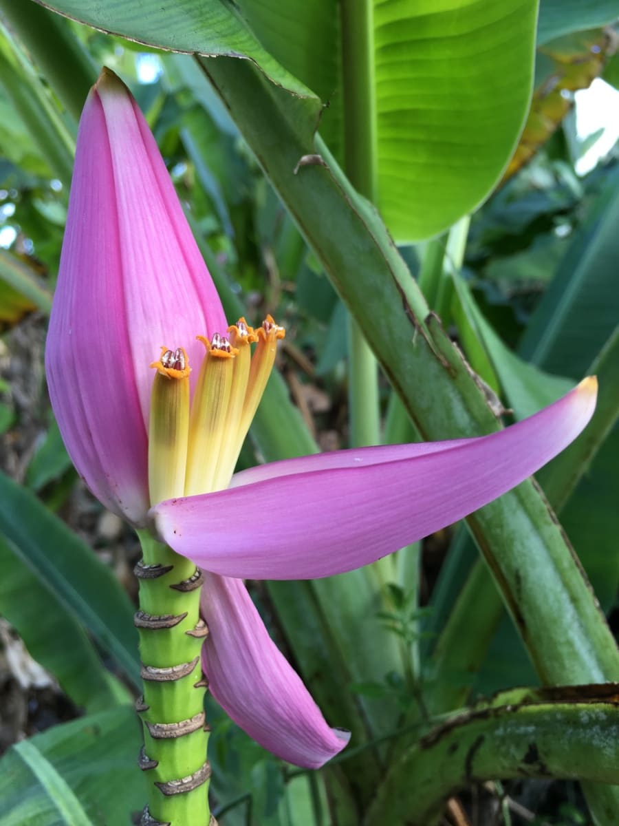 Untitled by Carol Jazzar 