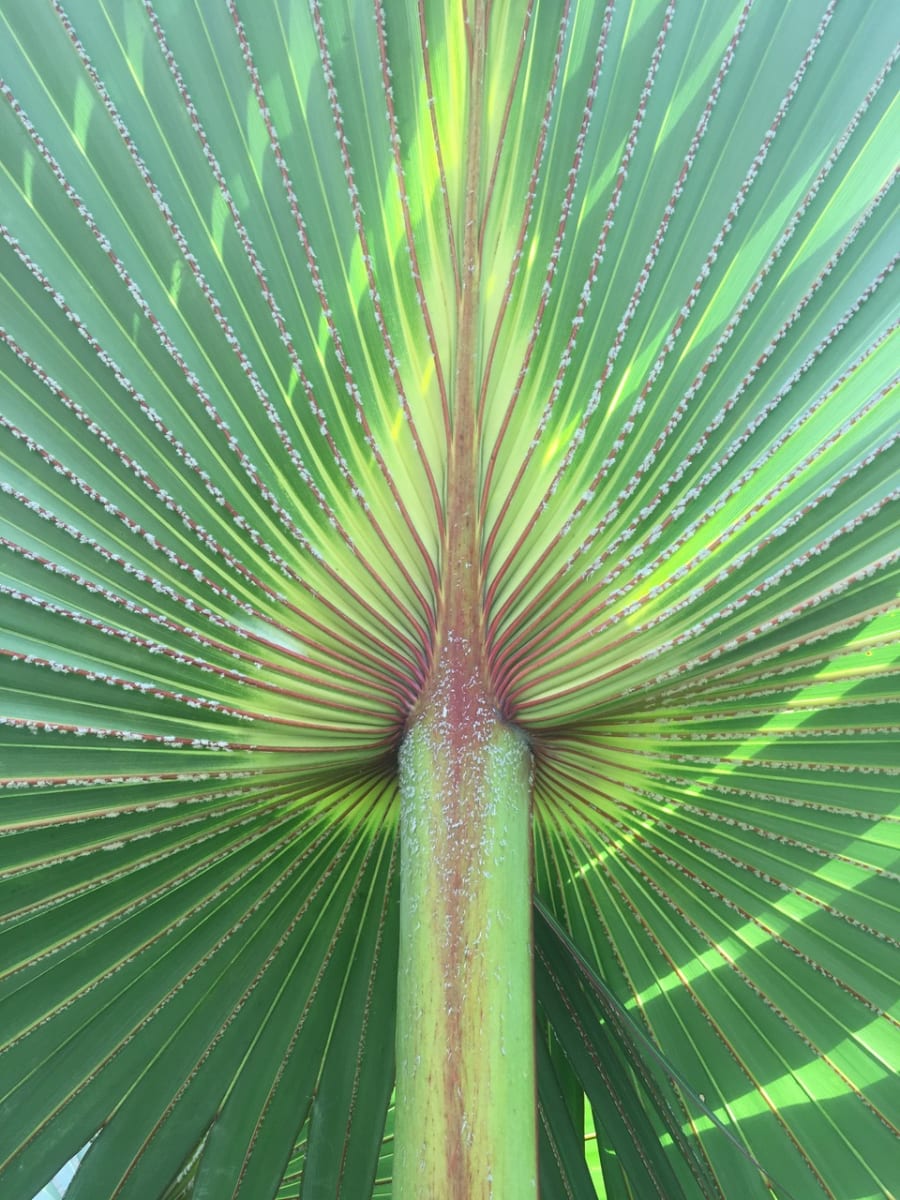 Mars by Carol Jazzar 