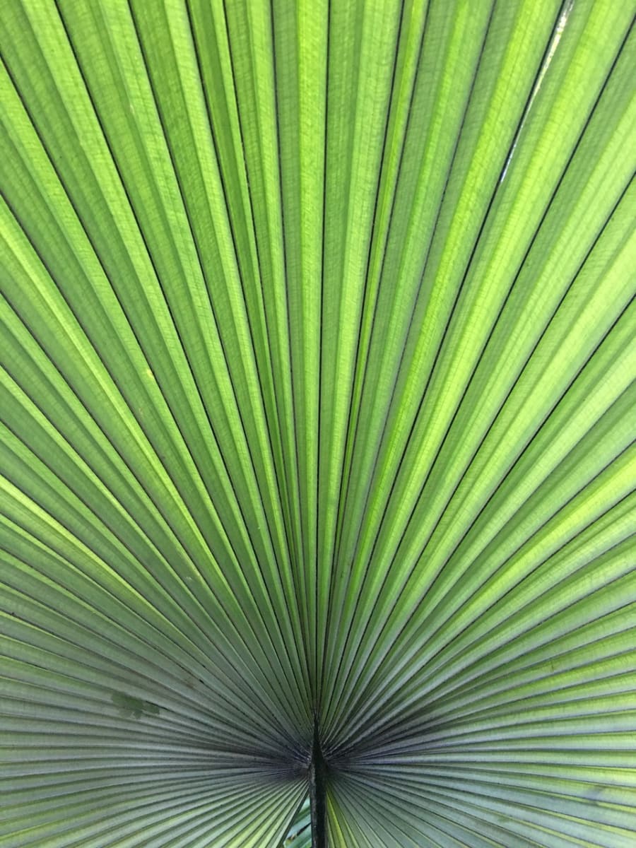 Untitled by Carol Jazzar 