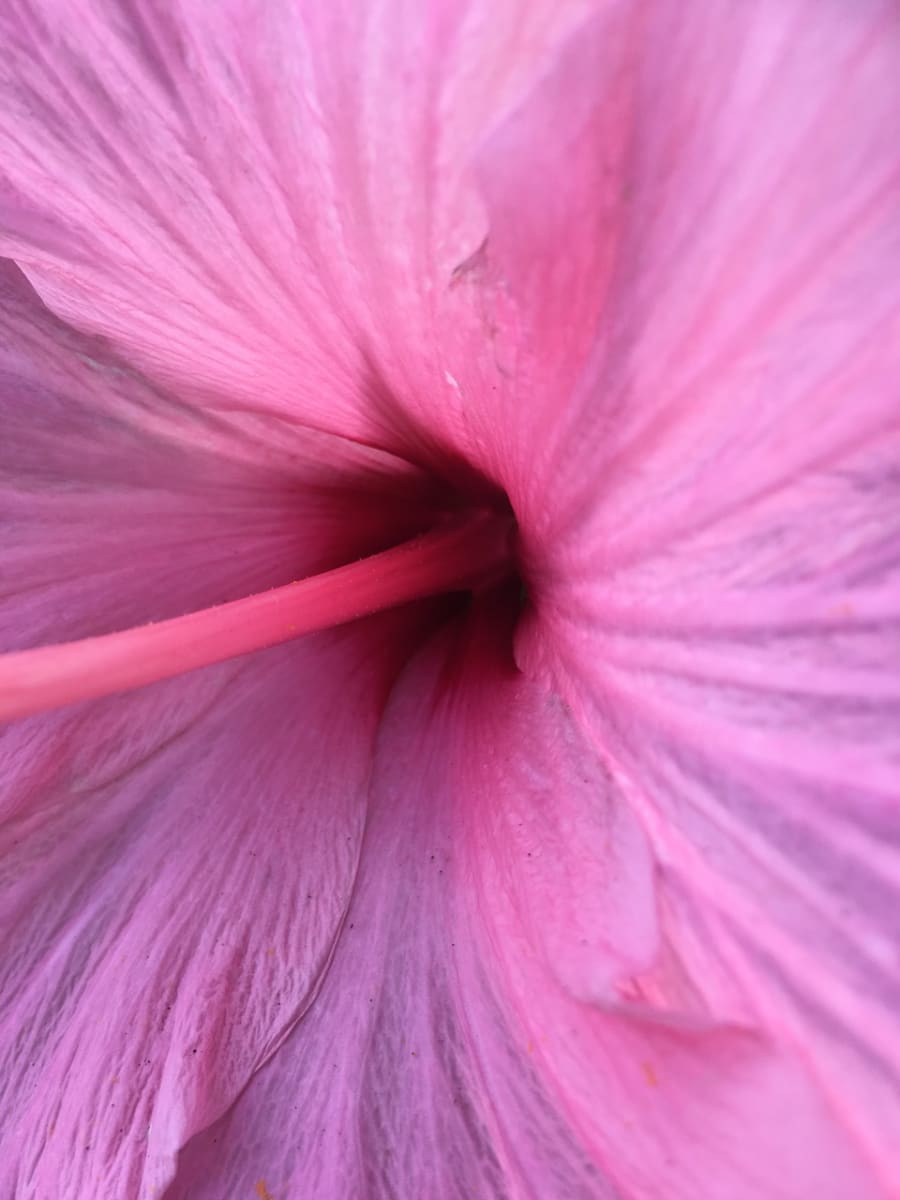 Venus by Carol Jazzar 