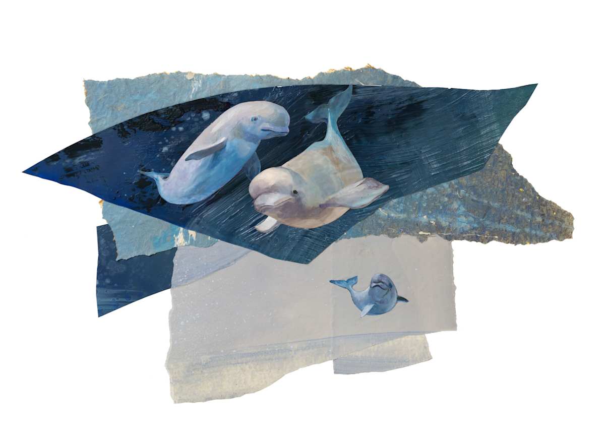 Belugas by Phil Irish, Image 2.
