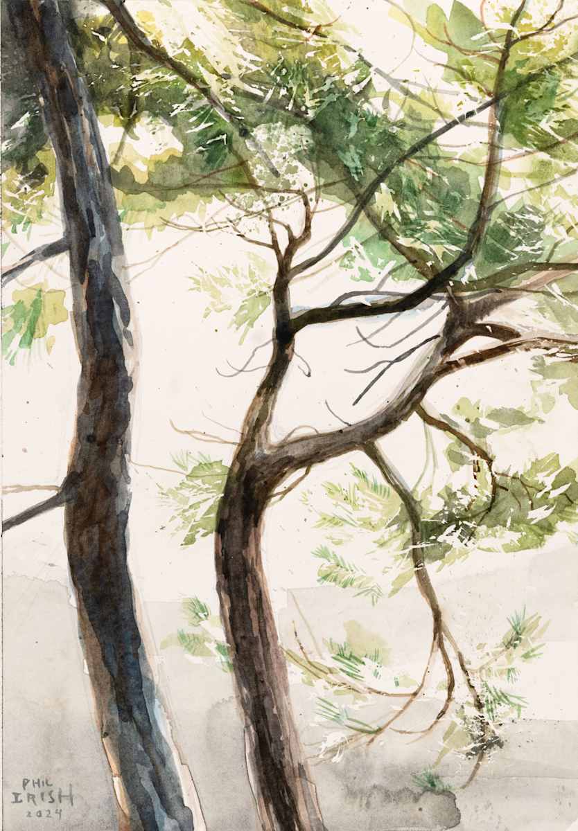 Killarney Trees by Phil Irish, Image 2.