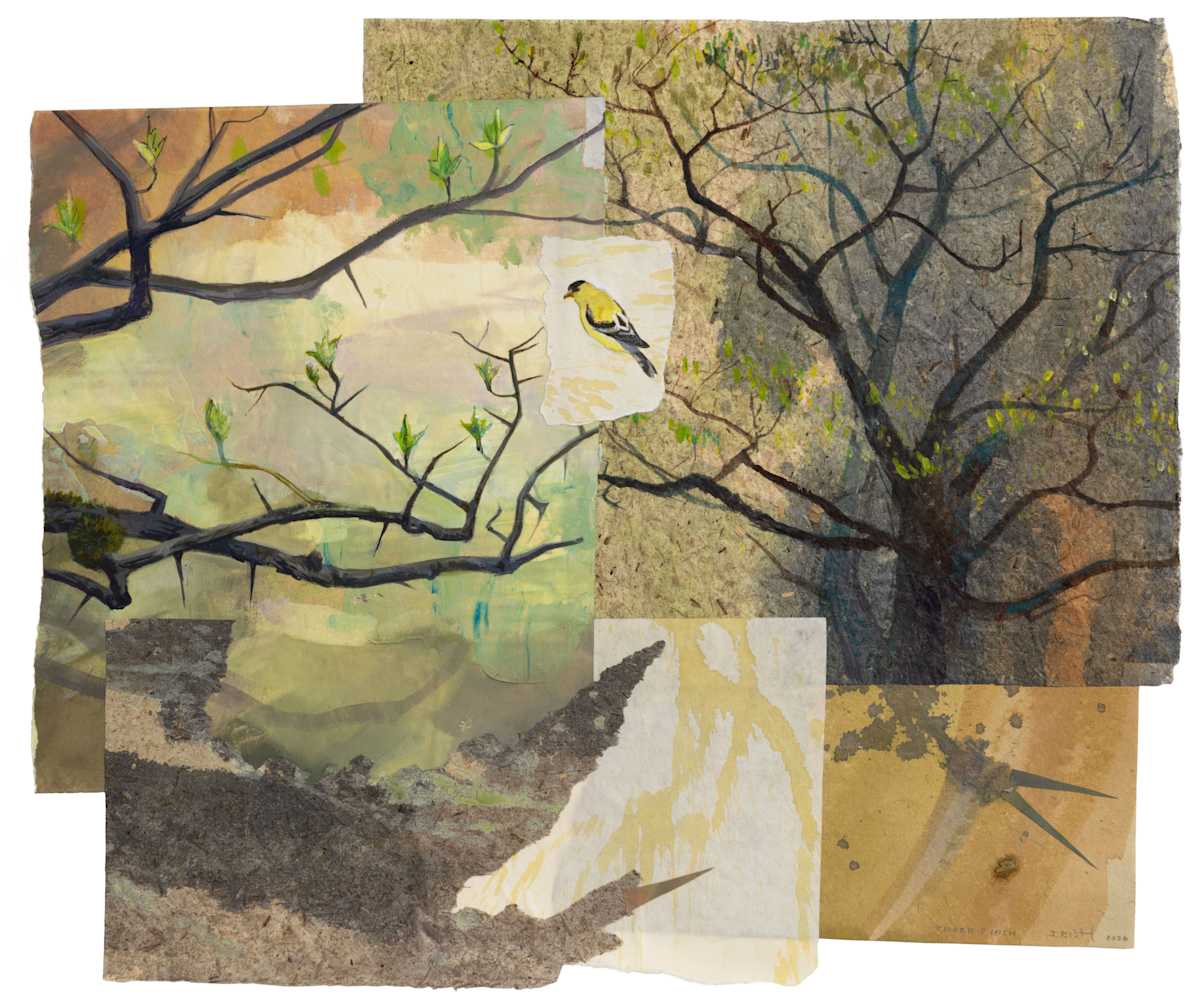 Thorn Finch by Phil Irish, Image 1.