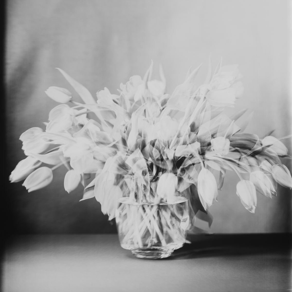 Tulpen III by Susanna Kraus & Annegret Kohlmayer 