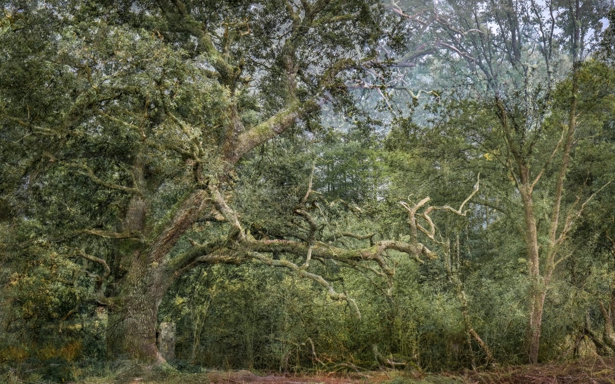 Panoptic Fable by Halina Hildebrand 