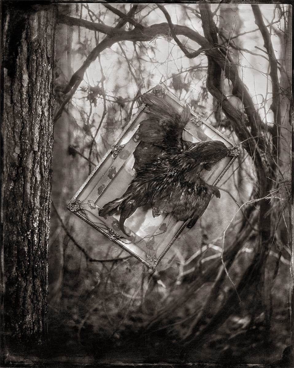 Phoenix  Image: This image is only sold as limited editioned Platinum/Palladium prints on handmade Japanese Gampi paper. Three editioned sizes are available.