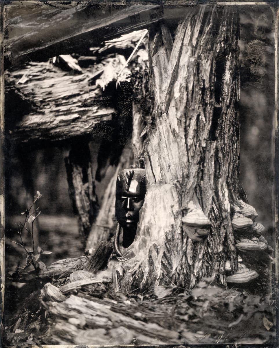 Speak for the Trees  Image: This image is only sold as limited editioned Platinum/Palladium prints on handmade Japanese Gampi paper. Three editioned sizes are available.