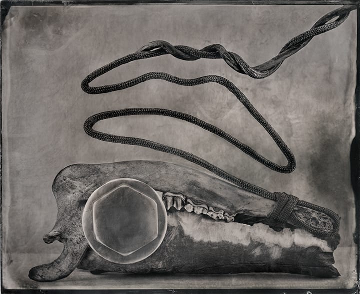 Bone Jaw  Image: This image is only sold as limited editioned Platinum/Palladium prints on handmade Japanese Gampi paper. Three editioned sizes are available. 